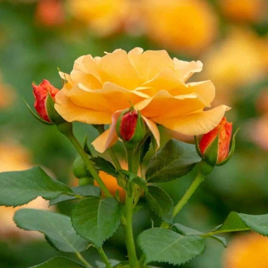 Outdoor Plants * | Best Pirce 4 In. Pot, Orange Freedom Shrub Rose, Orange Color Flowers Live Potted Plant (1-Pack) By Spring Hill Nurseries