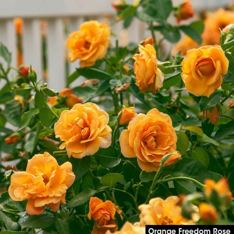 Outdoor Plants * | Best Pirce 4 In. Pot, Orange Freedom Shrub Rose, Orange Color Flowers Live Potted Plant (1-Pack) By Spring Hill Nurseries