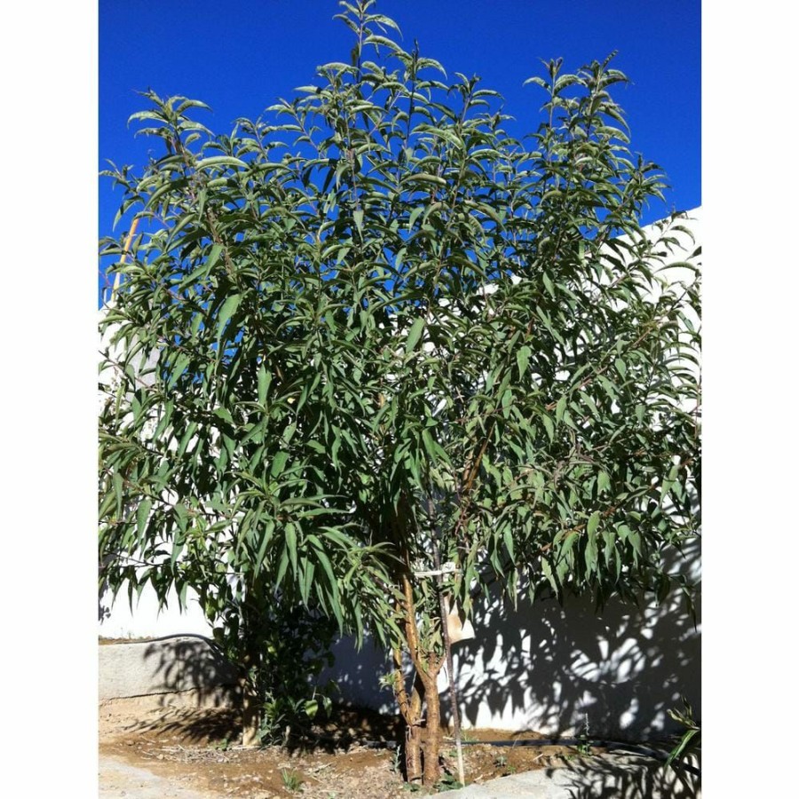 Outdoor Plants * | Deals All-In-1 Almond Tree Bare Root By Online Orchards