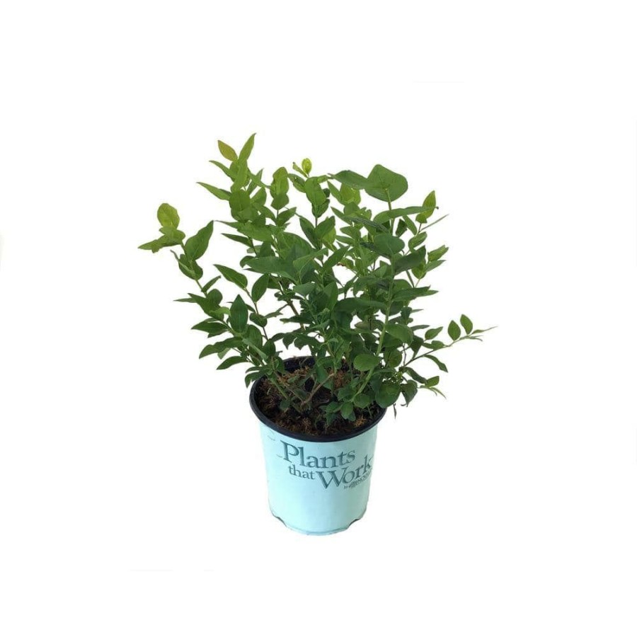 Outdoor Plants * | Best Sale Highbush Blueberry (Vaccinium) Duke By Plants That Work