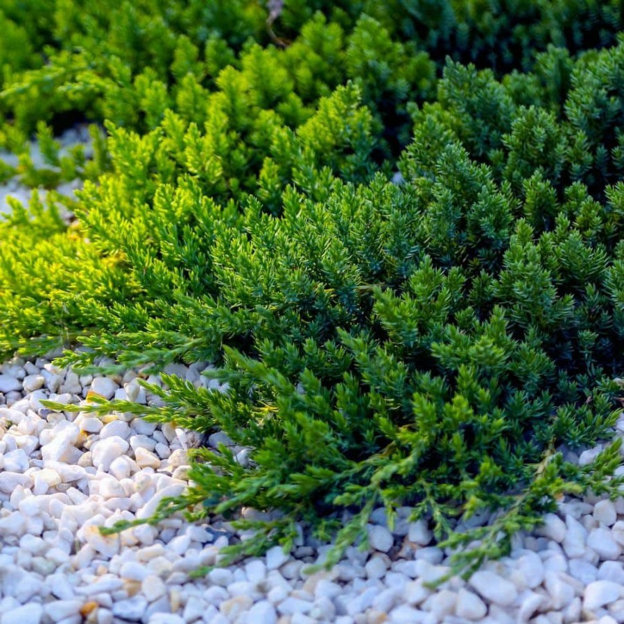 Outdoor Plants * | Best Deal 2.25 Gal. Juniper Blue Pacific Shrub By National Plant Network