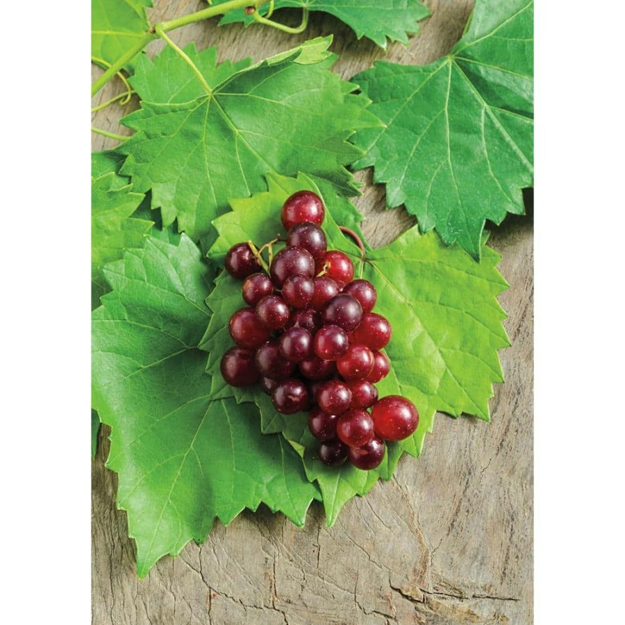 Outdoor Plants * | Best Pirce 2.50 Qt. Razzmatazz Muscadine Grape (Vitis), Live Deciduous Plant, Seedless Grape Vine (1-Pack) By Gurney'S