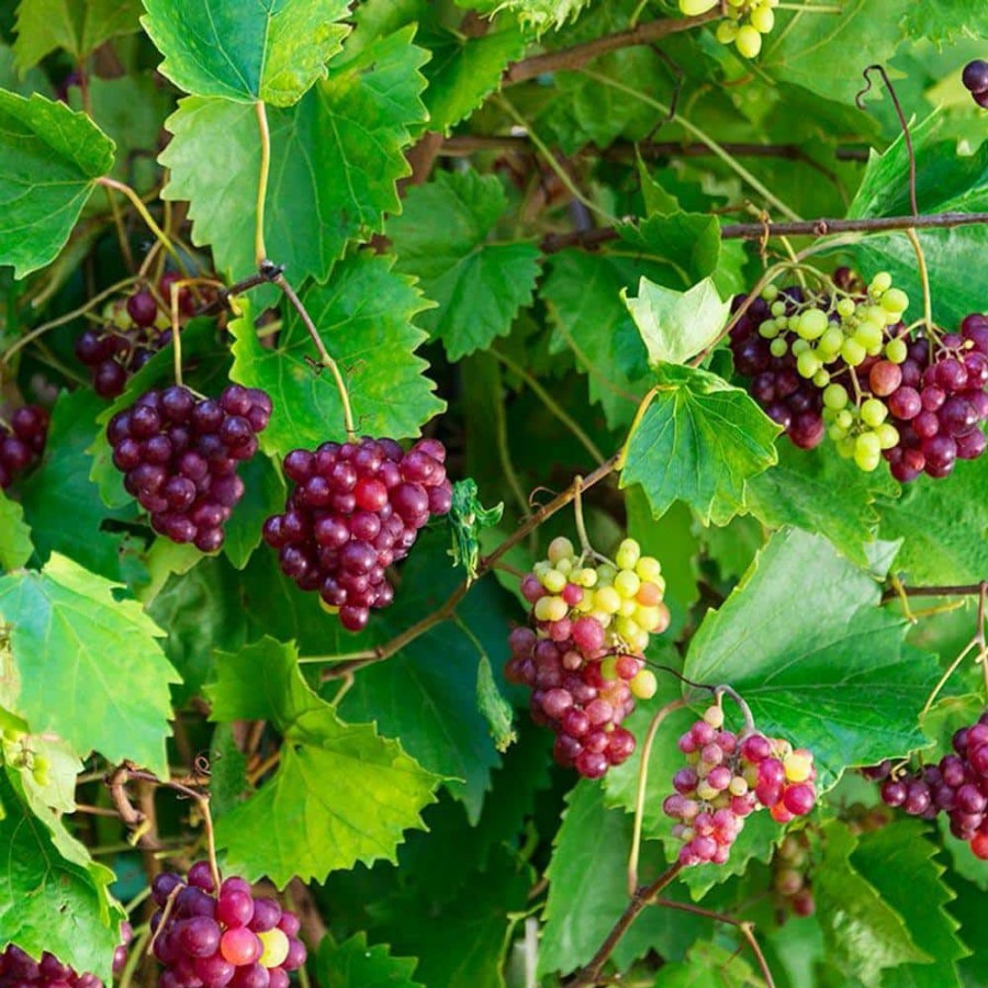 Outdoor Plants * | Best Pirce 2.50 Qt. Razzmatazz Muscadine Grape (Vitis), Live Deciduous Plant, Seedless Grape Vine (1-Pack) By Gurney'S