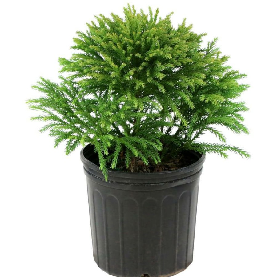 Outdoor Plants * | Wholesale 2.25 Gal. Cryptomeria Globosa Nana Shrub By National Plant Network