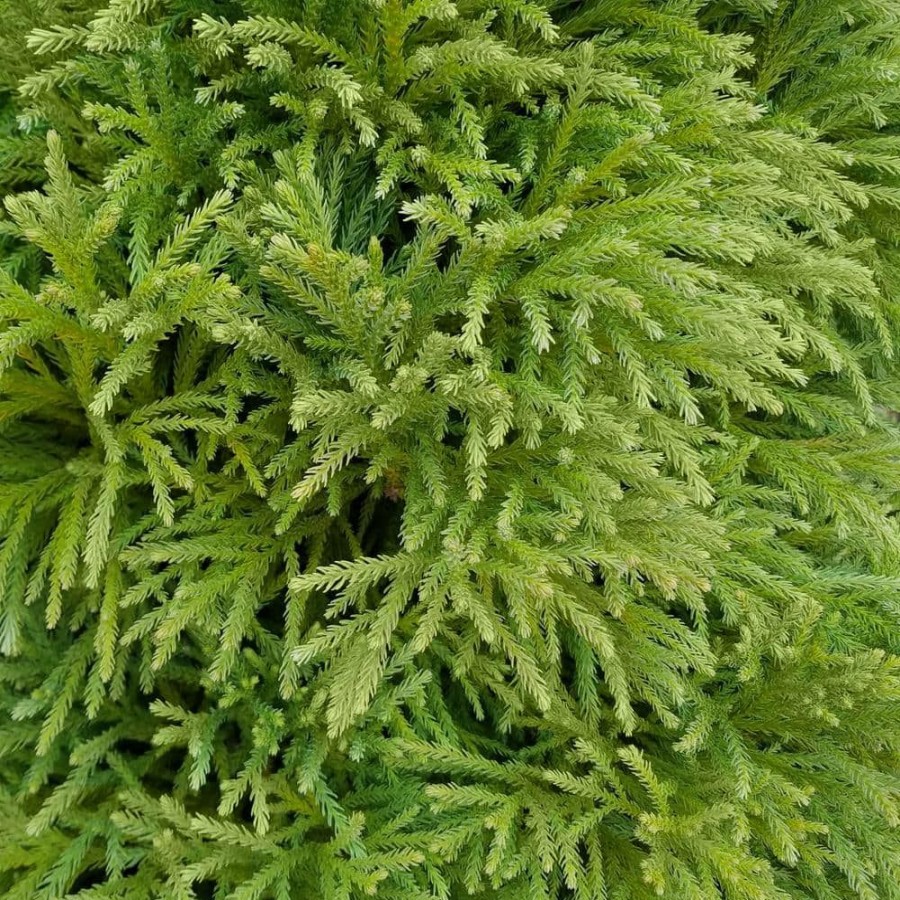 Outdoor Plants * | Wholesale 2.25 Gal. Cryptomeria Globosa Nana Shrub By National Plant Network