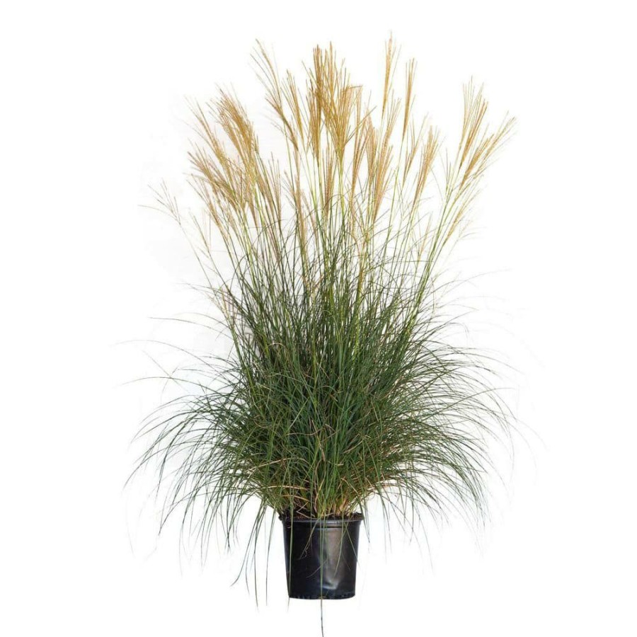 Outdoor Plants * | Discount 2.5 Gal. Adagio Miscanthus Grass (Dwarf Maiden Grass) Live Plant By Flowerwood