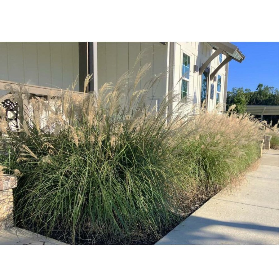 Outdoor Plants * | Discount 2.5 Gal. Adagio Miscanthus Grass (Dwarf Maiden Grass) Live Plant By Flowerwood