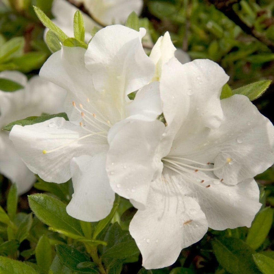 Outdoor Plants * | Promo 2 Gal. Autumn Ivory Shrub With Bright White Reblooming Flowers By Encore Azalea