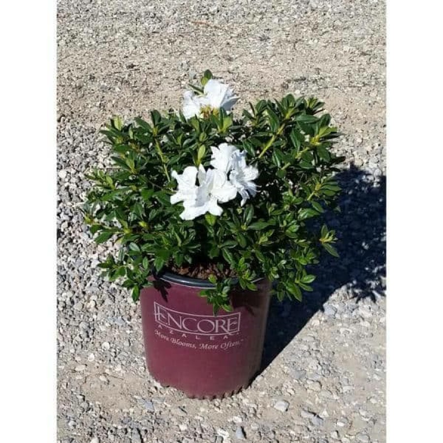 Outdoor Plants * | Promo 2 Gal. Autumn Ivory Shrub With Bright White Reblooming Flowers By Encore Azalea