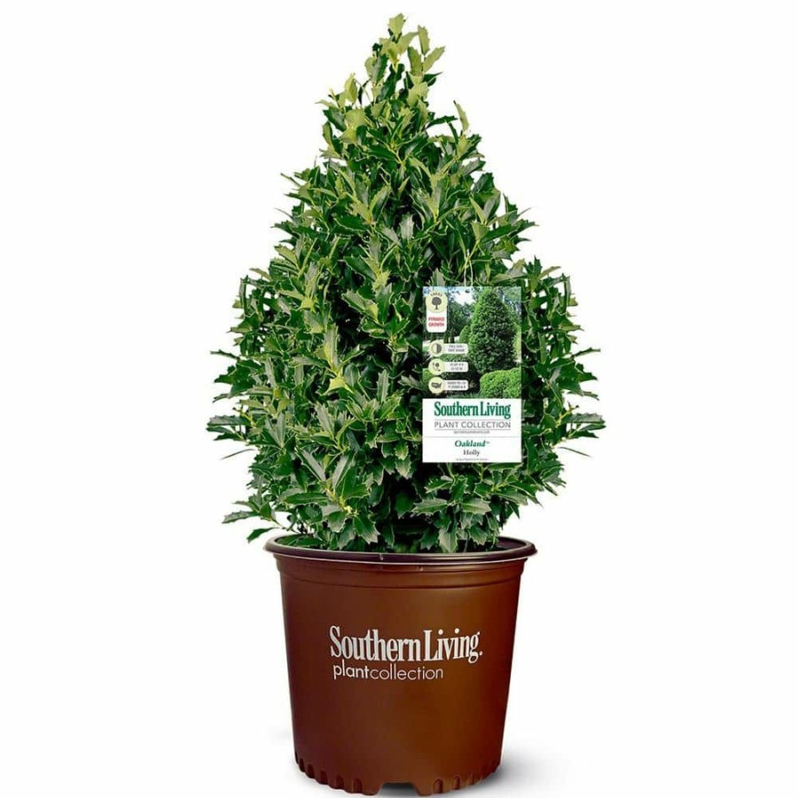 Outdoor Plants * | Brand New 7 Gal. Oakland Holly Shrub With Bright Green Foliage By Southern Living Plant Collection