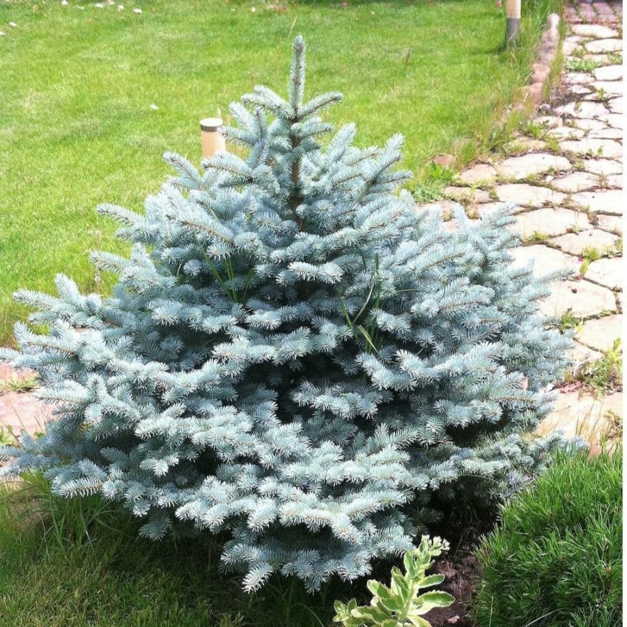 Outdoor Plants * | Outlet 1 Gal. Baby Blue Spruce Shrub With Silvery Turquoise Evergreen Needles By Online Orchards