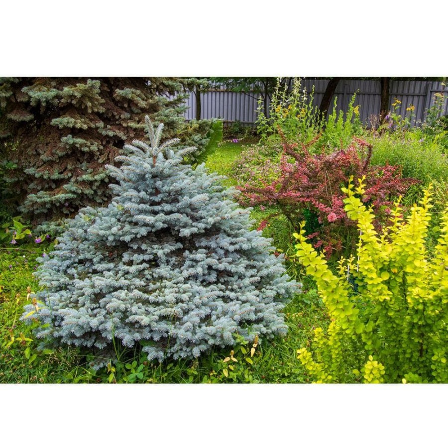 Outdoor Plants * | Outlet 1 Gal. Baby Blue Spruce Shrub With Silvery Turquoise Evergreen Needles By Online Orchards