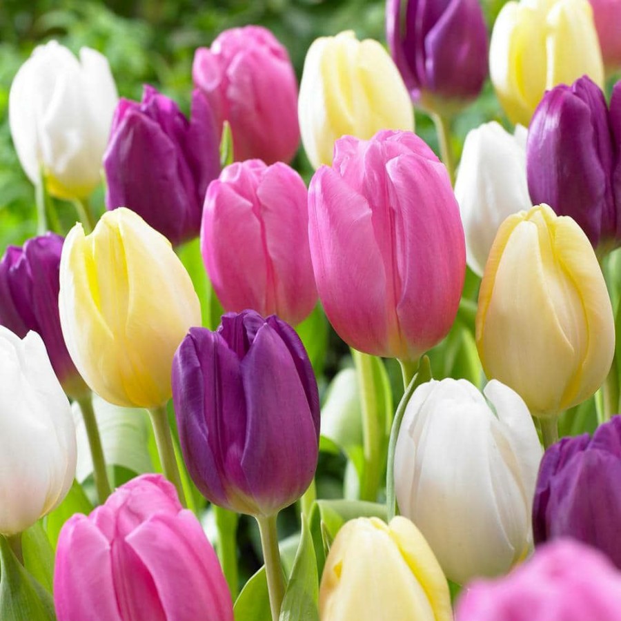 Outdoor Plants * | Best Deal Tulips Bulbs Easter Basket Mixture (Set Of 15) By Van Zyverden