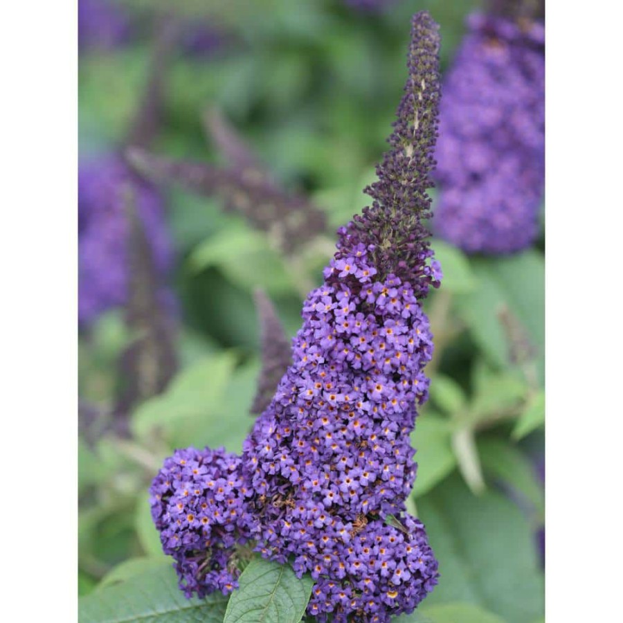 Outdoor Plants * | Promo 4.5 In. Qt. Pugster Blue Butterfly Bush (Buddleia) Live Shrub, Blue Flowers By Proven Winners