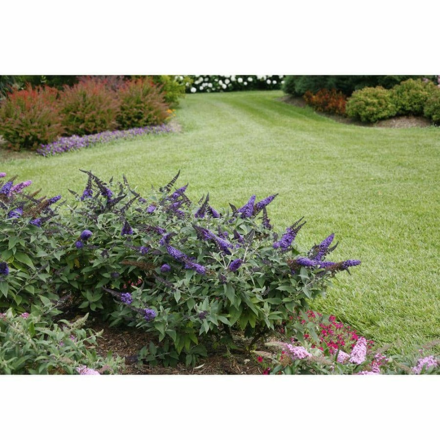 Outdoor Plants * | Promo 4.5 In. Qt. Pugster Blue Butterfly Bush (Buddleia) Live Shrub, Blue Flowers By Proven Winners