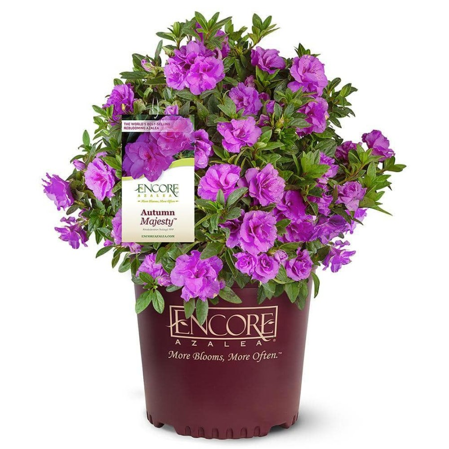 Outdoor Plants * | Cheapest 2 Gal. Autumn Majesty Shrub With Rich Semi-Double Purple Flowers By Encore Azalea