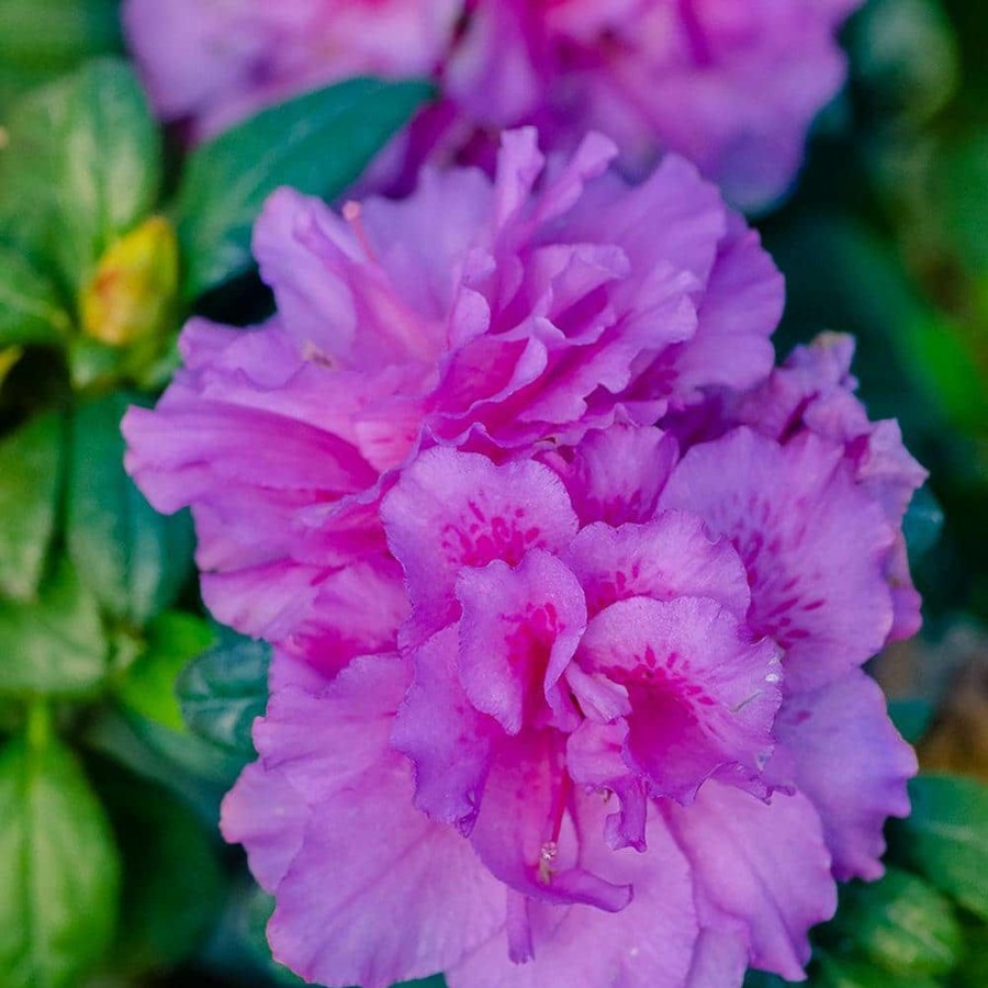 Outdoor Plants * | Cheapest 2 Gal. Autumn Majesty Shrub With Rich Semi-Double Purple Flowers By Encore Azalea