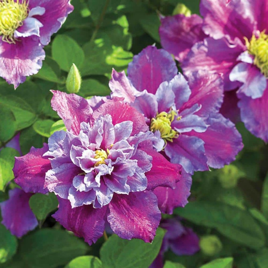 Outdoor Plants * | Coupon 4 In. Pot Piilu Clematis Vine, Live Perennial Plant With Lilac Colored Flowers (1-Pack) By Spring Hill Nurseries