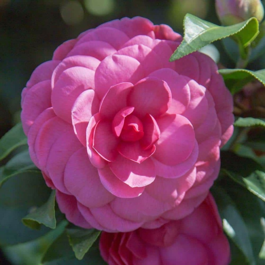 Outdoor Plants * | Best Sale 2 Gal. Early Wonder Camellia With Formal Pink Double Blooms By Southern Living