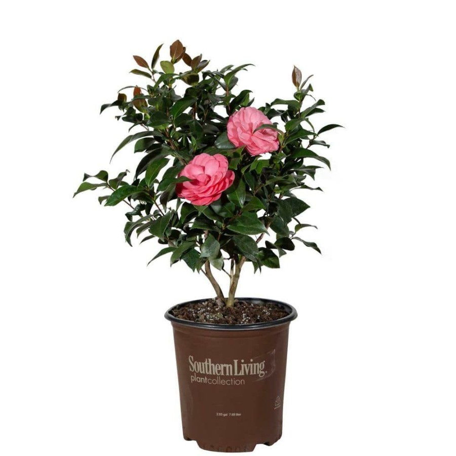 Outdoor Plants * | Best Sale 2 Gal. Early Wonder Camellia With Formal Pink Double Blooms By Southern Living