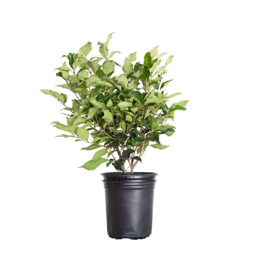 Outdoor Plants * | Wholesale 2.5 Qt. Wavy Leaf Ligustrum Recurvifolia, Evergreen Shrub, Creamy-White Flowers By Flowerwood