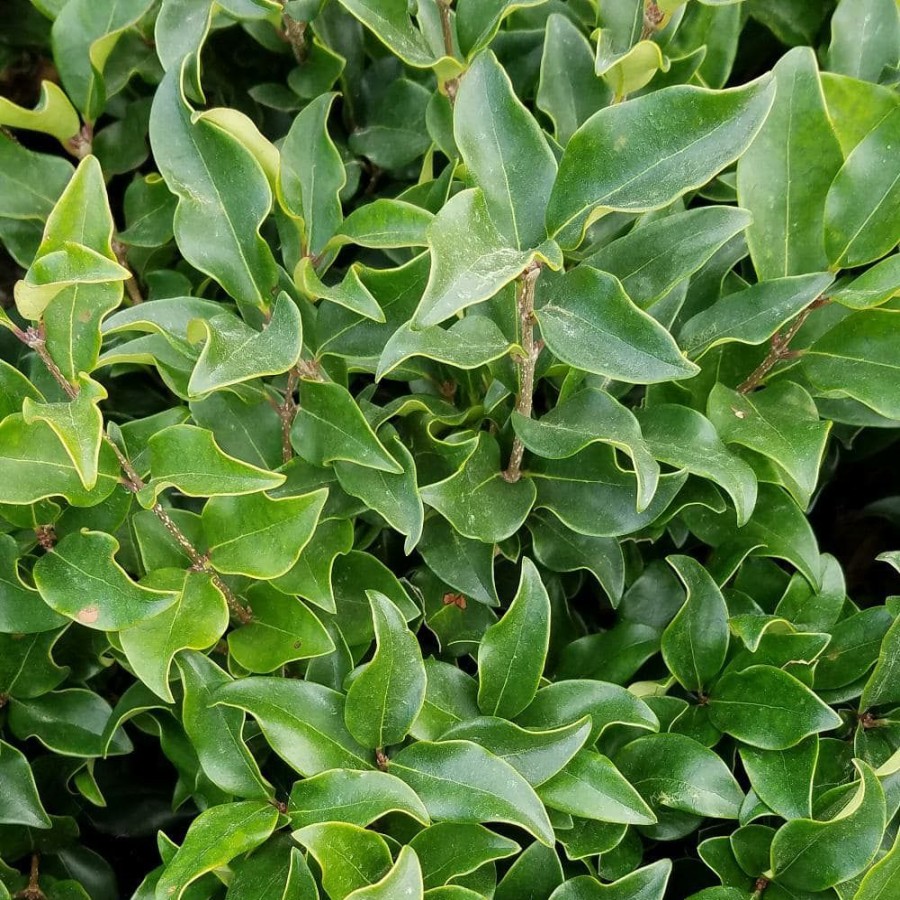 Outdoor Plants * | Wholesale 2.5 Qt. Wavy Leaf Ligustrum Recurvifolia, Evergreen Shrub, Creamy-White Flowers By Flowerwood