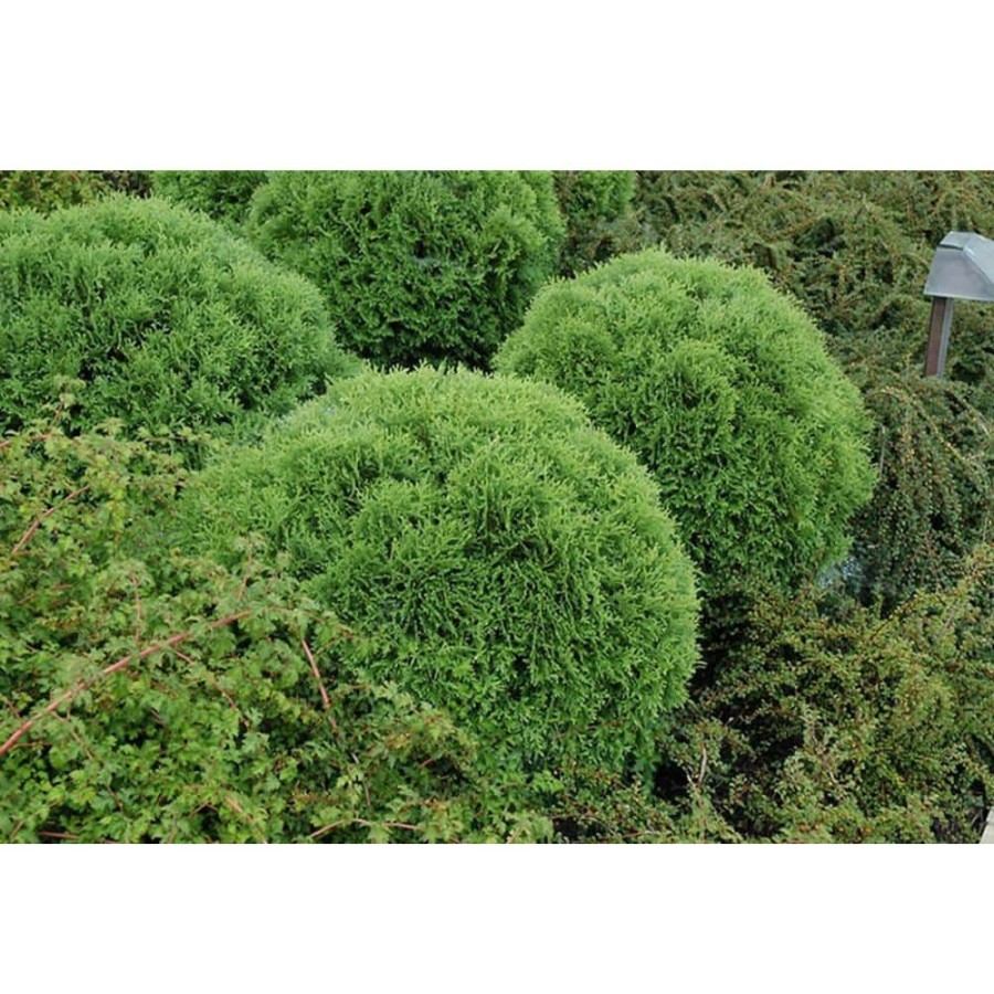 Outdoor Plants * | Best Sale 3 Gal. Little Giant American Arborvitae (Thuja) Live Evergreen Shrub By Bell Nursery