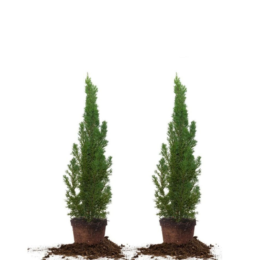 Outdoor Plants * | Coupon 2 Ft.- 3 Ft. Italian Cypress (2-Pack) By Unbranded