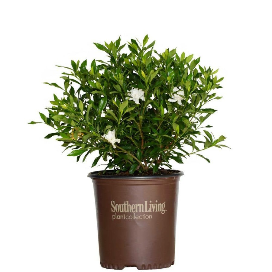 Outdoor Plants * | Wholesale 2 Gal. Fool Proof Gardenia, Evergreen Shrub In A Compact Form With Pure White Blooms By Southern Living