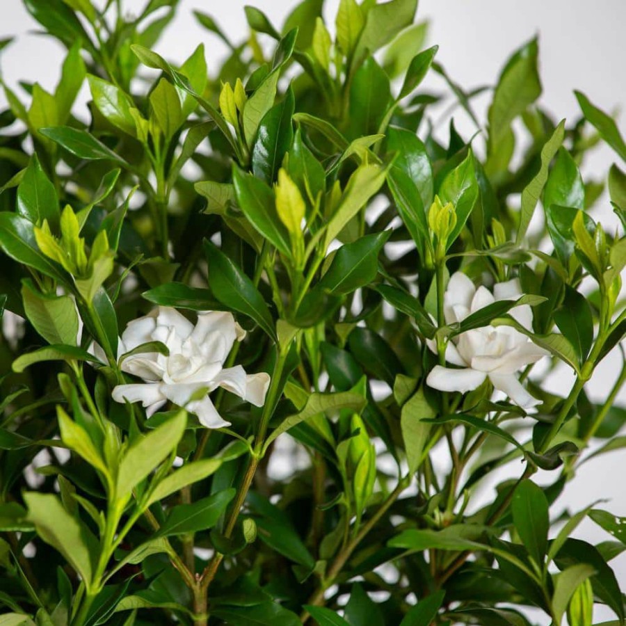 Outdoor Plants * | Wholesale 2 Gal. Fool Proof Gardenia, Evergreen Shrub In A Compact Form With Pure White Blooms By Southern Living