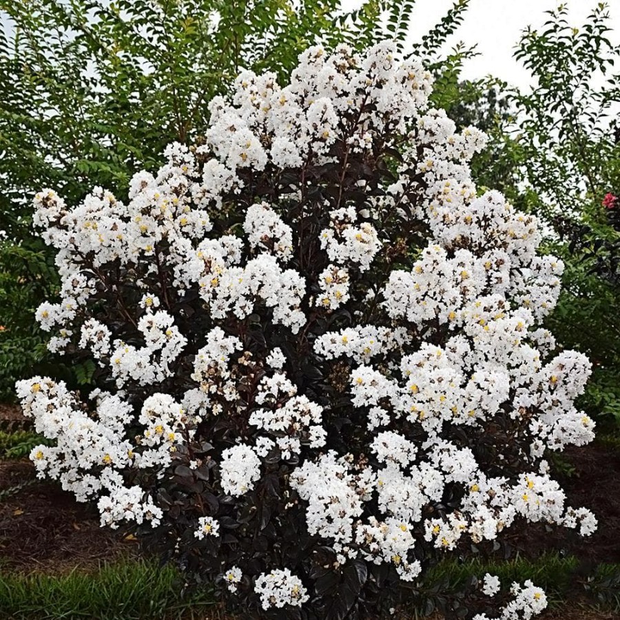 Outdoor Plants * | Discount 7 Gal. Lunar Magic Crape Myrtle Tree By First Editions