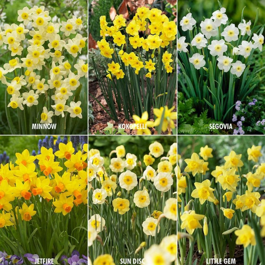 Outdoor Plants * | Top 10 Award Winning Perennial Deer Resistant Daffodil Blend (Set Of 30) By Van Zyverden