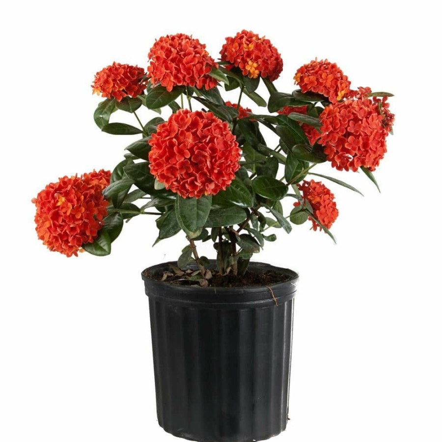 Outdoor Plants * | Coupon 2 Gal. Orange Blooming Ixora Outdoor Plant In Grower'S Pot By Costa Farms