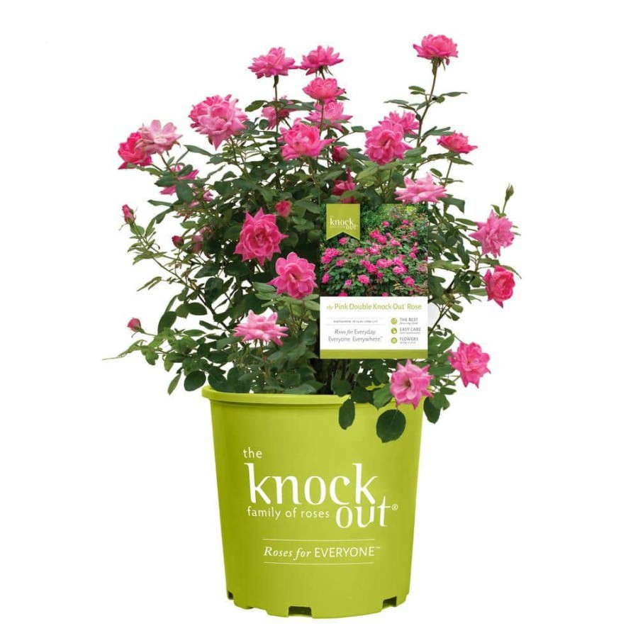 Outdoor Plants * | Coupon 3 Gal. Pink Double Knock Out Rose Shrub With Double Pink Flowers