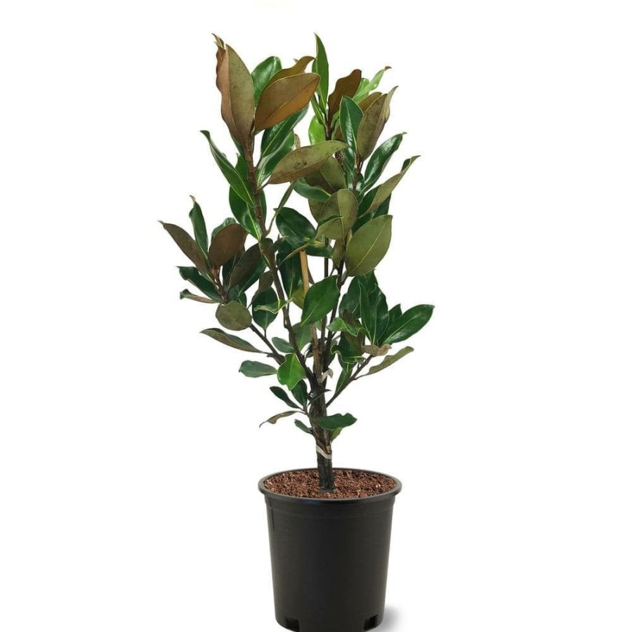 Outdoor Plants * | Cheap 3 Gal. Little Gem Southern Magnolia Tree By Unbranded