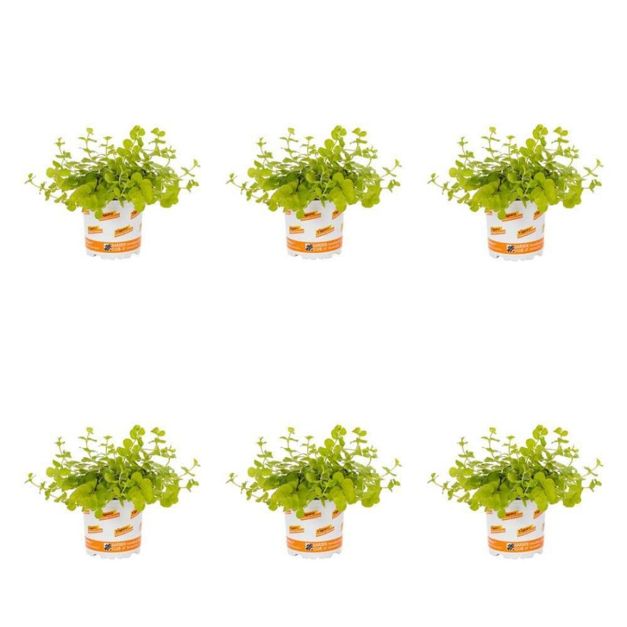 Outdoor Plants * | Deals 1 Pt. Vigoro Accent Lysimachia Creeping Jenny Green Perennial Plant (6-Pack)