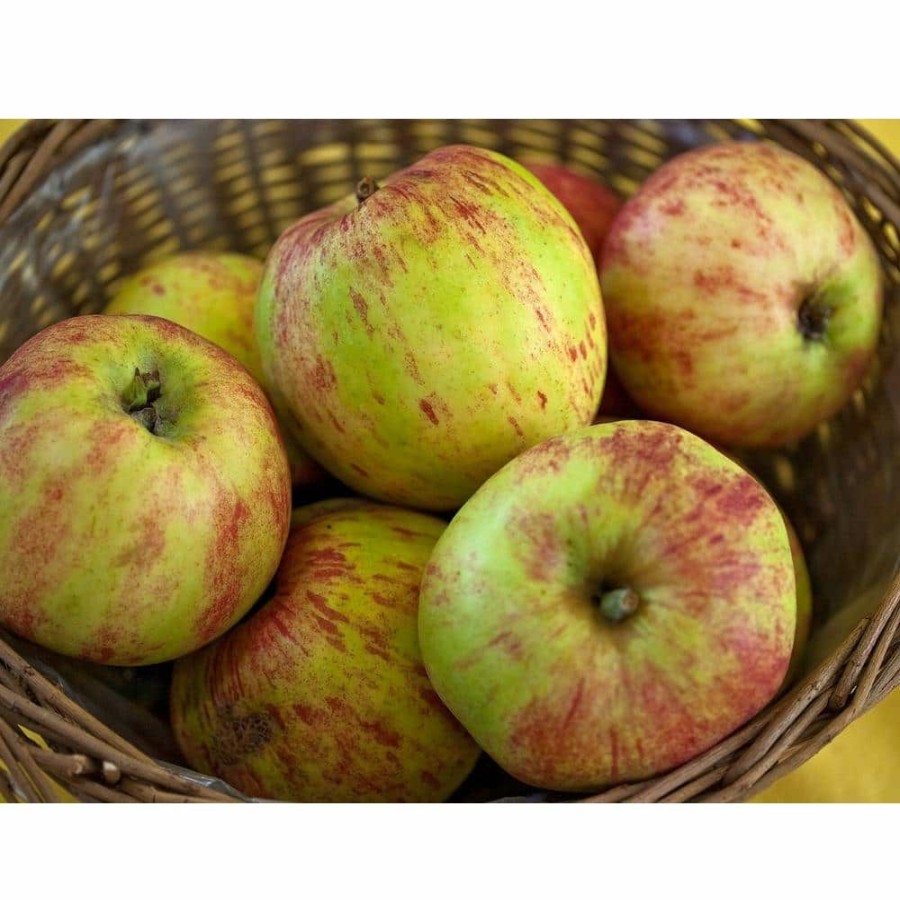 Outdoor Plants * | Flash Sale Gravenstein Apple Tree Bare Root By Online Orchards