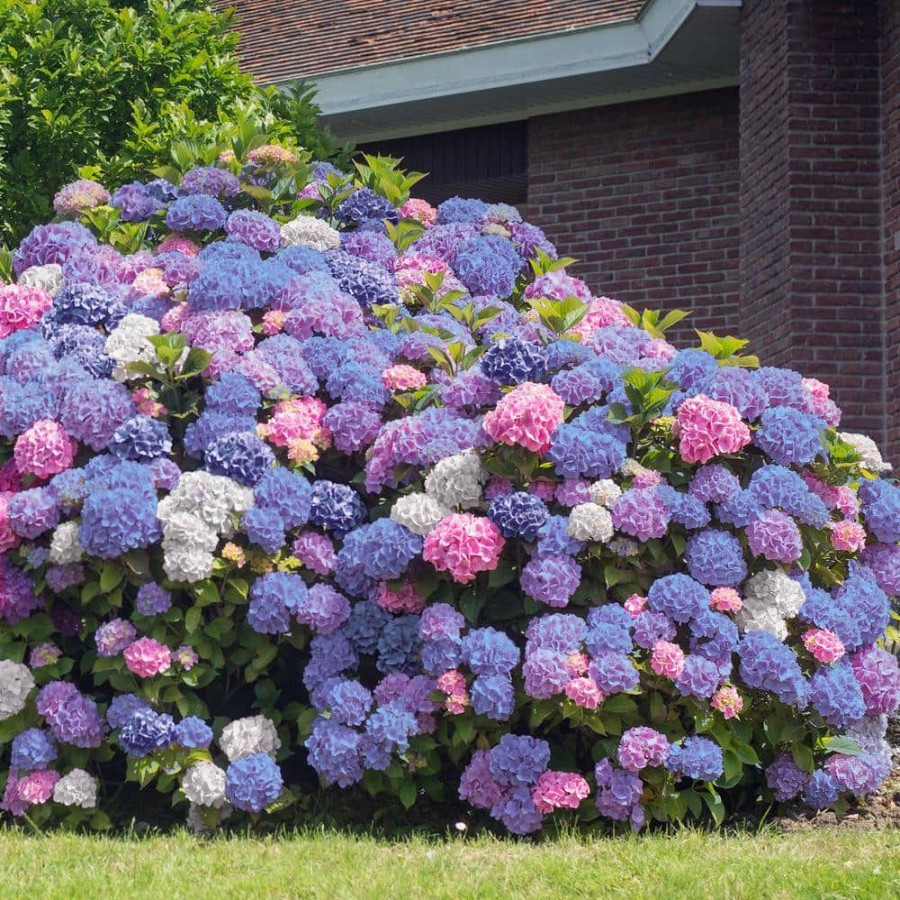 Outdoor Plants * | Cheapest 2.5 Qt. 3-In-1 Hydrangea Shrub With White-Blue-Pink Flowers By National Plant Network