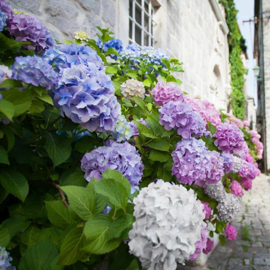 Outdoor Plants * | Cheapest 2.5 Qt. 3-In-1 Hydrangea Shrub With White-Blue-Pink Flowers By National Plant Network