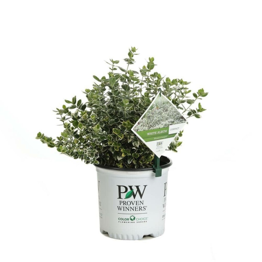 Outdoor Plants * | Discount 1 Gal. White Album Wintercreeper (Euonymus) Live Shrub, Green And White Foliage By Proven Winners