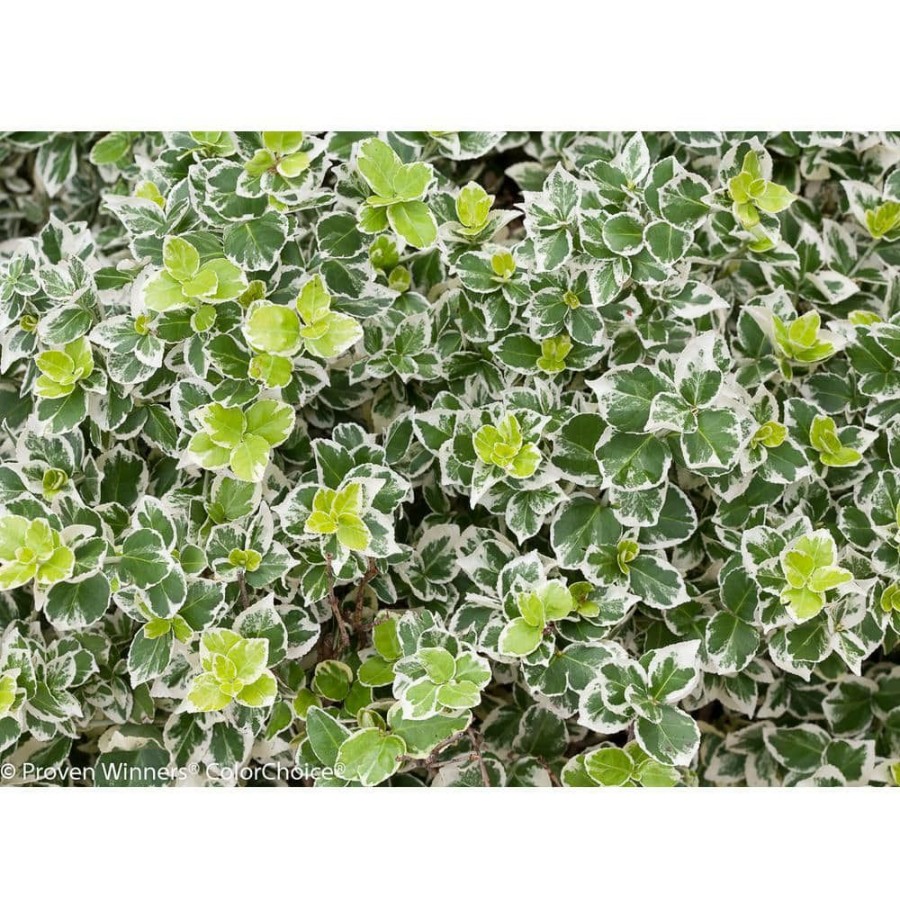 Outdoor Plants * | Discount 1 Gal. White Album Wintercreeper (Euonymus) Live Shrub, Green And White Foliage By Proven Winners