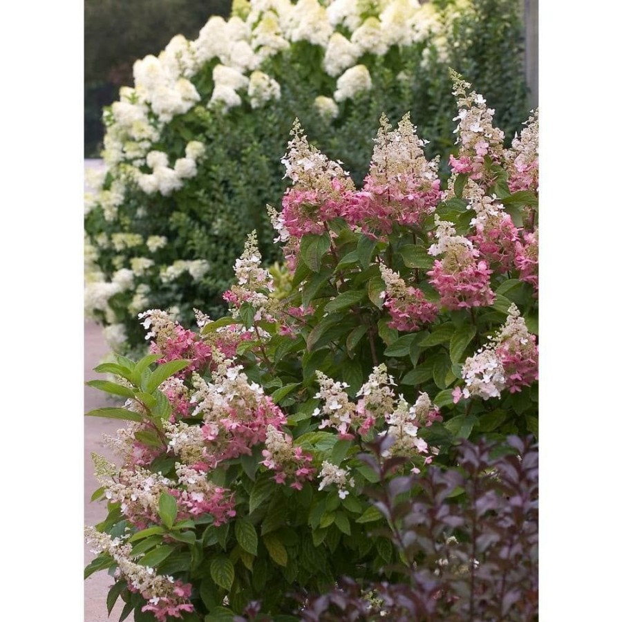 Outdoor Plants * | Promo 1 Gal. Pinky Winky Hardy Hydrangea (Paniculata) Live Shrub, White And Pink Flowers By Proven Winners