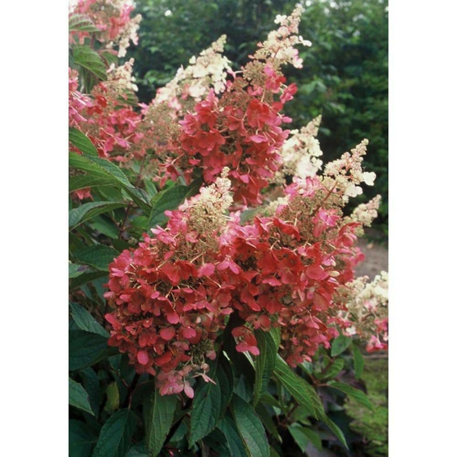 Outdoor Plants * | Promo 1 Gal. Pinky Winky Hardy Hydrangea (Paniculata) Live Shrub, White And Pink Flowers By Proven Winners