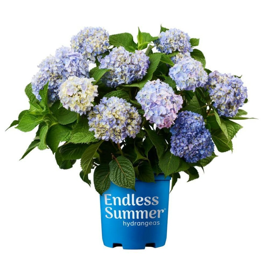 Outdoor Plants * | Top 10 1 Gal. Original Hydrangea Plant With Pink And Blue Flowers By Endless Summer