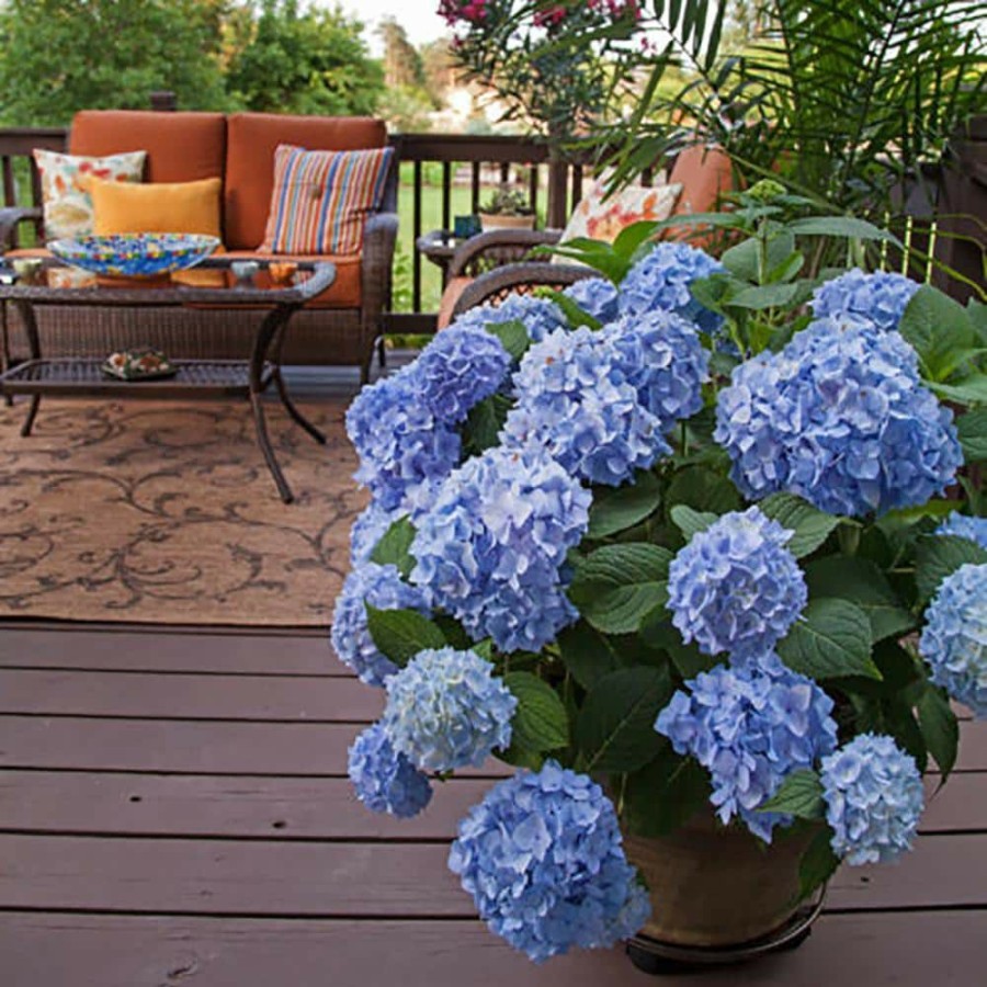 Outdoor Plants * | Top 10 1 Gal. Original Hydrangea Plant With Pink And Blue Flowers By Endless Summer