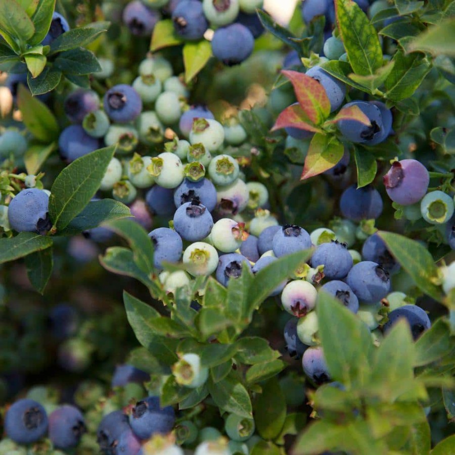 Outdoor Plants * | Brand New 1 Gal. Bushel And Berry Jelly Bean Blueberry Plant