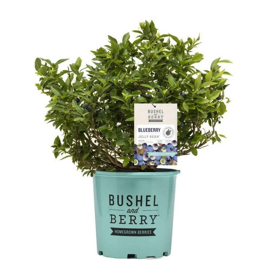 Outdoor Plants * | Brand New 1 Gal. Bushel And Berry Jelly Bean Blueberry Plant