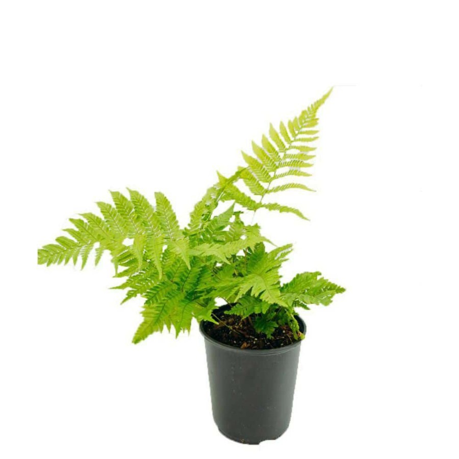 Outdoor Plants * | Best Sale 1 Gal. Fern Autumn Plant By Unbranded