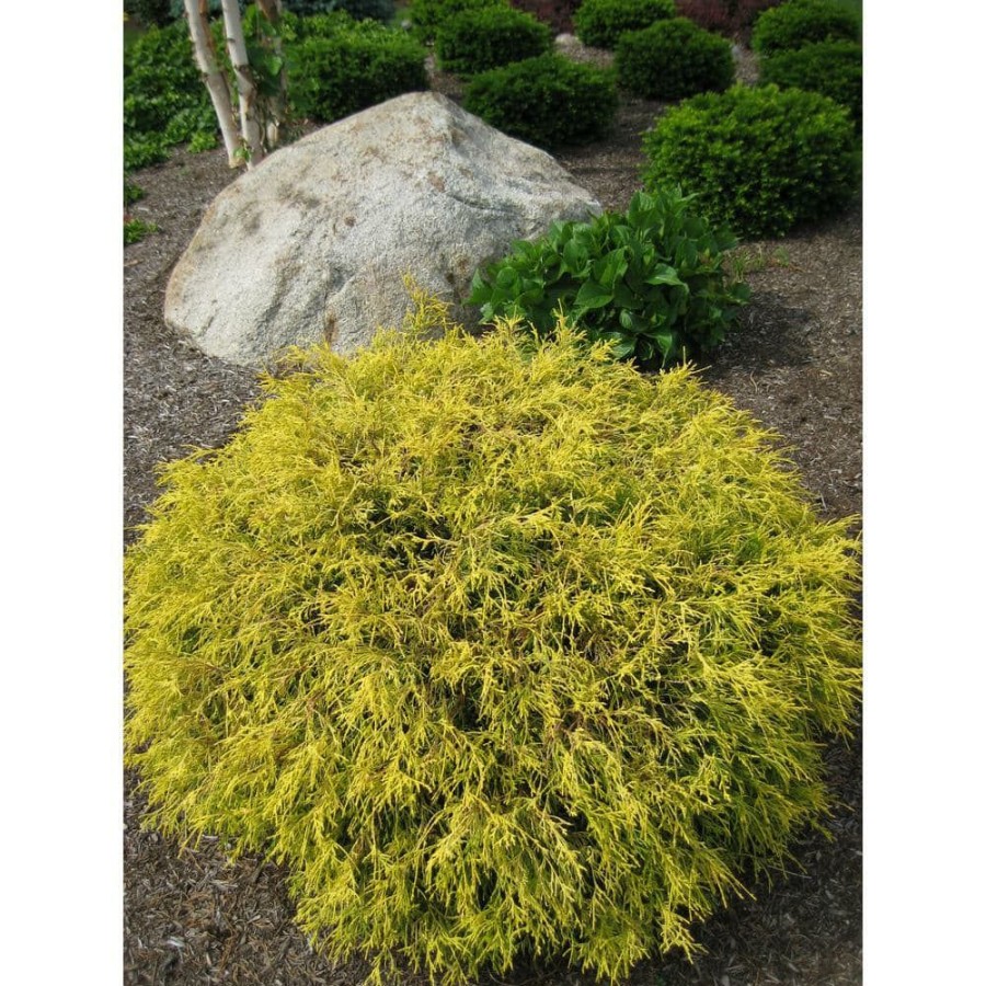 Outdoor Plants * | Brand New 1 Gal. Kings Gold Threadbranch Cypress Shrub Brings Rich, Permanent Color To Any Landscape By Online Orchards