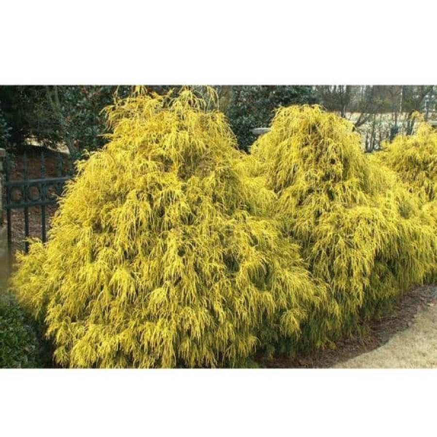 Outdoor Plants * | Brand New 1 Gal. Kings Gold Threadbranch Cypress Shrub Brings Rich, Permanent Color To Any Landscape By Online Orchards